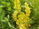 berberis Maria