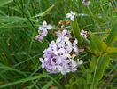 syringa chinensis Saugeana