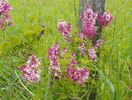 syringa superba