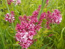 syringa superba