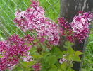 syringa superba