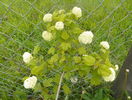 viburnum opulus roseum