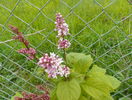 syringa josikea