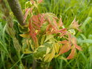 acer negundo Elegans