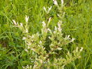 salix Hakuro Nishiki