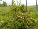 potentilla Lovely Pink