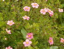 potentilla Lovely Pink