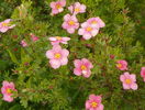 potentilla Lovely Pink