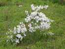 exochorda The Bride