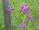 liliac Sarah Sands