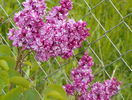 liliac Sarah Sands