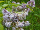liliac Marechal Foch