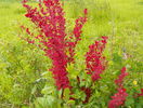 berberis Orage Rocket