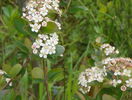 aronia melanocarpa Viking