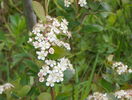 aronia melanocarpa Viking