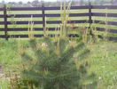 pinus sylvestris