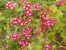 crataegus laevigata Punicea