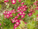 crataegus laevigata Punicea