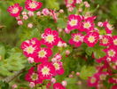 crataegus laevigata Punicea