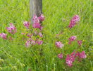 syringa superba