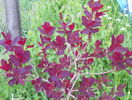 cotinus coggyria Royal Purple