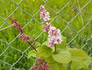 syringa josikea