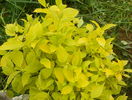 philadelphus aureus