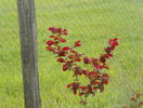 corylus maxima Purpurea