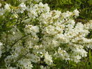 exochorda The Bride