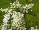 exochorda The Bride