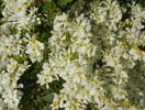 exochorda The Bride