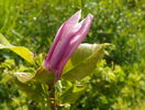 magnolia Leonard Messel