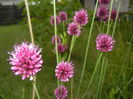 Allium sphaerocephalon (2015, July 01)