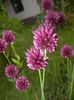 Allium sphaerocephalon (2015, July 01)