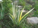 iris variegat