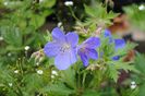 geranium johnsons-blue