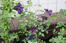 clematis Rasputin