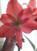 detaliu floare amarilis
