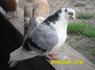 who is the boss bitch 075