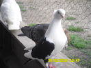 who is the boss bitch 082