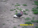 un ,,Bulgar,,...