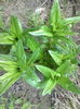 DSC02015