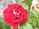 Rosa Kronenburg