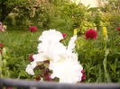 Iris Pure-as-The...