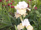 Iris Champagne Elegance