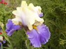 Iris Dream of You