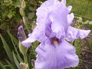 Iris Pacific Mist