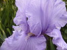 Iris Pacific Mist