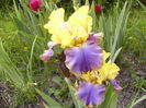 Iris Tumultueux