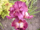Iris Indiscret